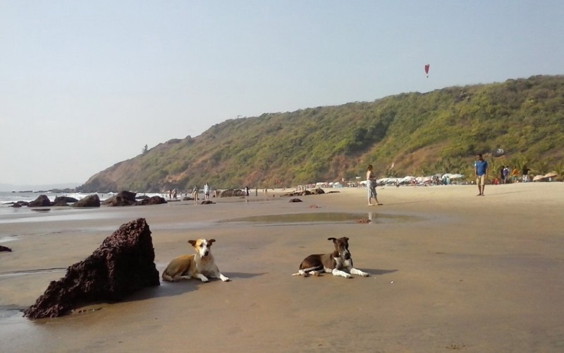 Arambol Beach